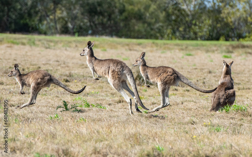 Grey kangaroos on the north coast of New South Wales  Australia.