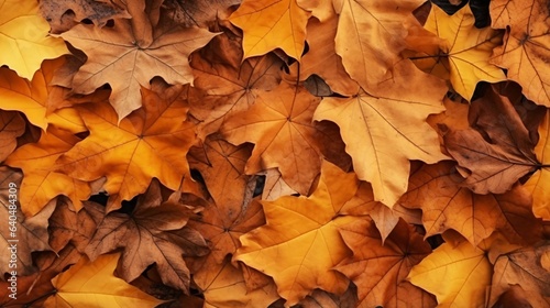 Foto 秋の背景、紅葉したカエデの葉のテクスチャー