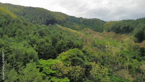 Aerial drone view of trees in forest mountains
