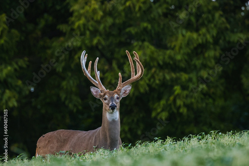 Large Whitetail Buck in a Soybean Field