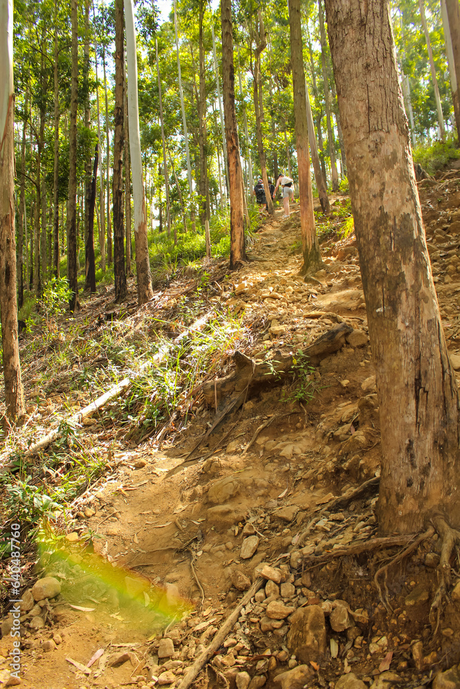 Fototapeta premium The Road to Ella Rock through the beautiful forest in Sri Lanka