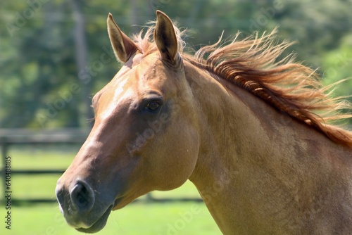 Beautiful Horse Running with Flowing Mane