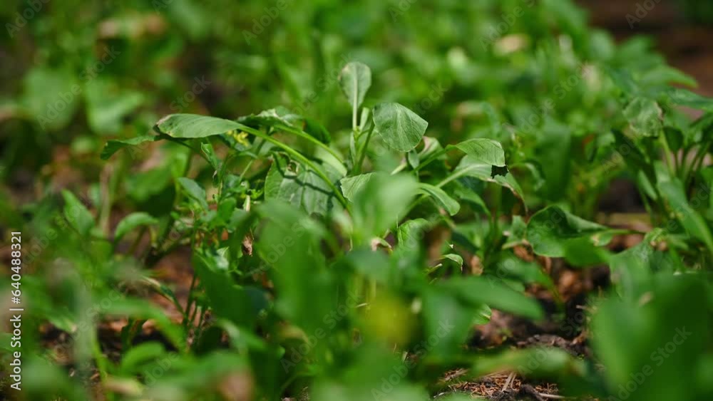 agriculture environmental protection. Agriculture or fresh vegetables farm. planet protect eco concept. agriculture environmental protection. Agriculture or fresh vegetables farm. planet protect eco concept.