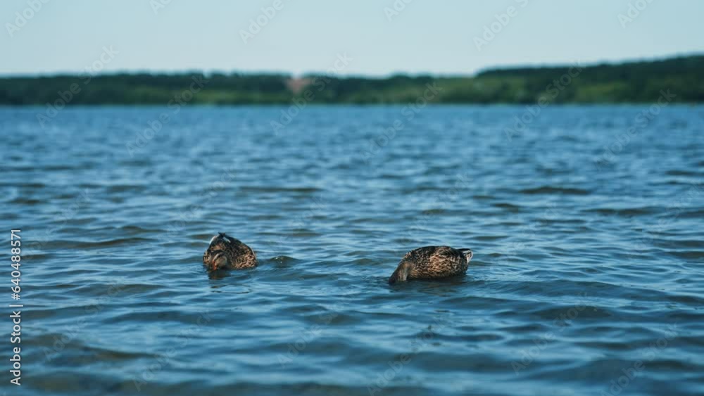 Wildlife birds floating on water pond. Ducks on water surface. Wildlife birds floating on water pond. Ducks on water surface.