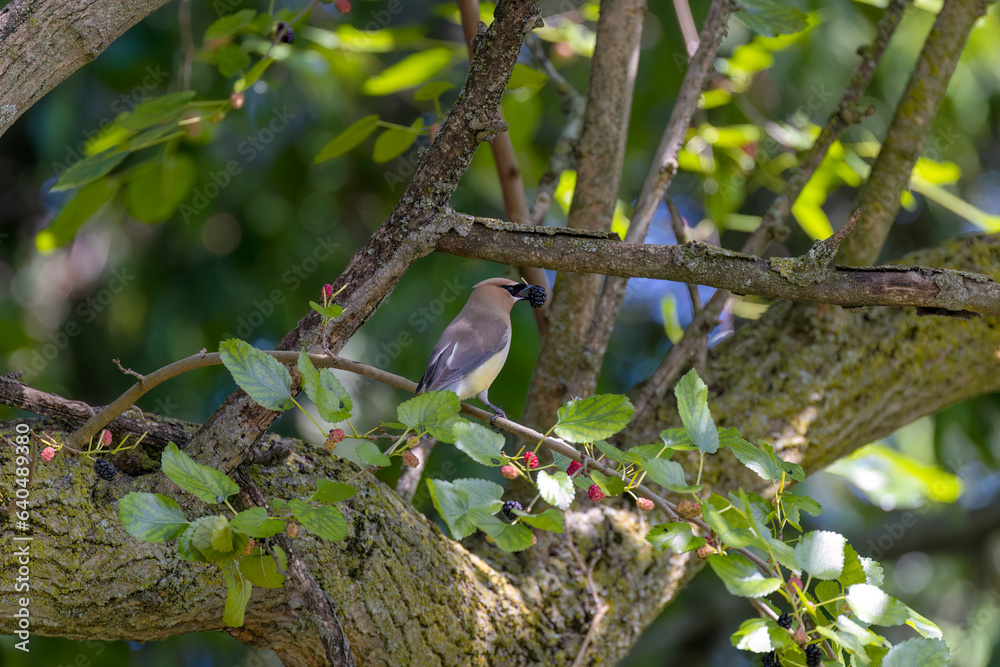 The cedar waxwing (Bombycilla cedrorum)in mulberry tree.The mulberry tree offers food for many bird species The cedar waxwing (Bombycilla cedrorum)in mulberry tree.The mulberry tree offers food for many bird species