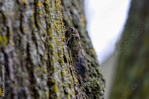 The dog-day cicada (Neotibicen canicularis) in Wisconsin. Adult, fully developed insects after completing metamorphosis. photo