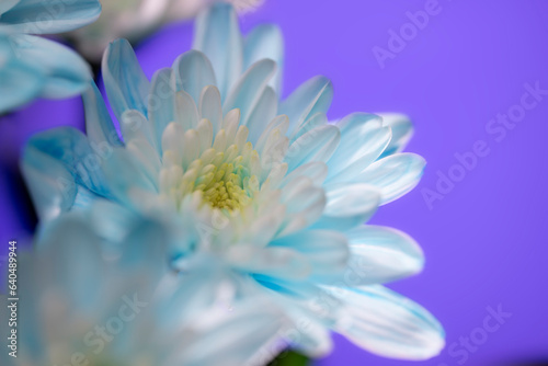 青いキク 青い花 青い菊
