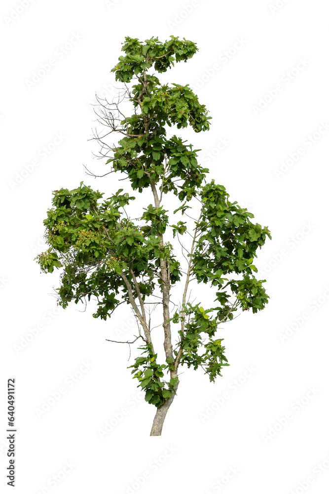 A tree isolated on white. A tree isolated on white.