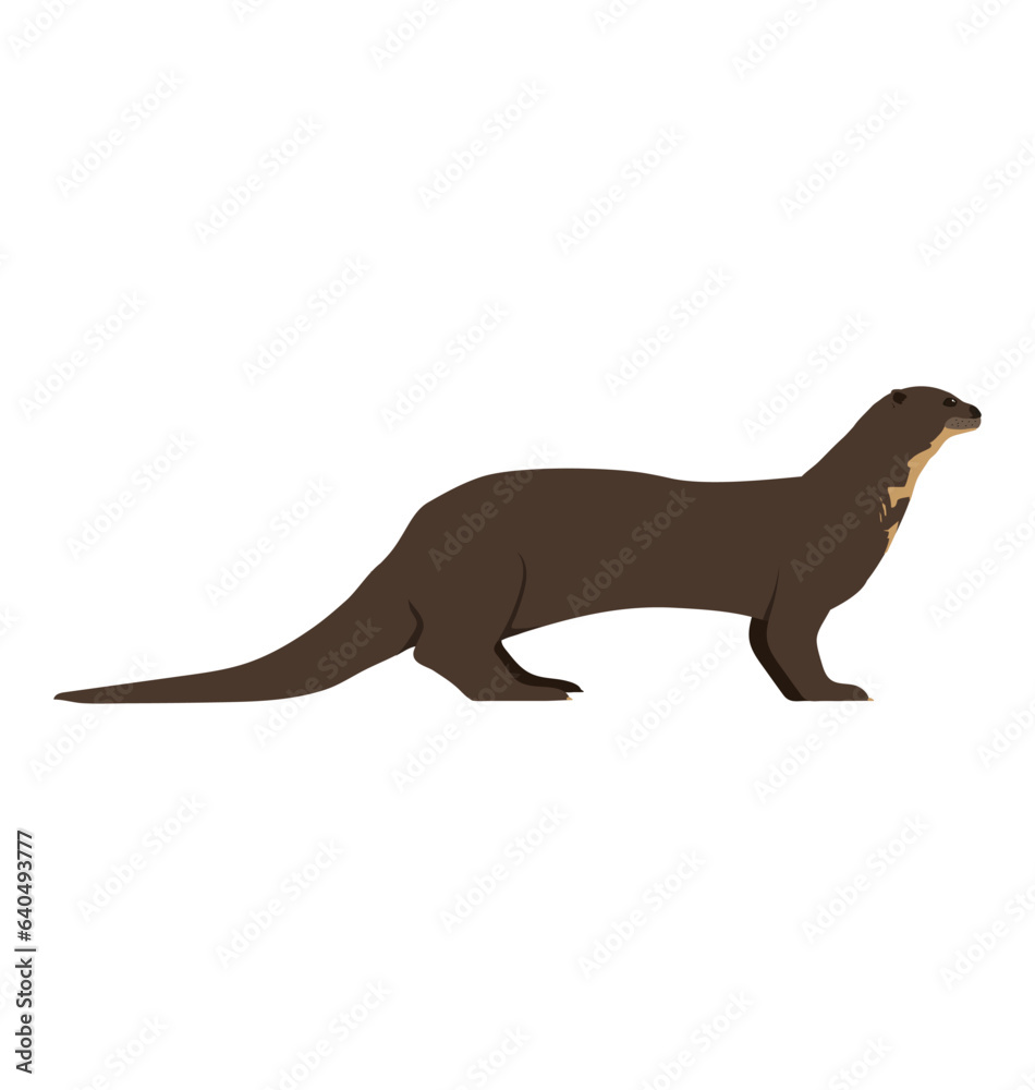 Pteronura brasiliensis - Giant river otter seen in side view in a flat