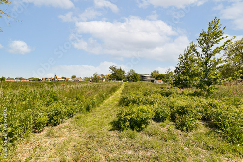 a field with some trees and buildings in the distance, under a bright blue sky filled with white fluffy clouds