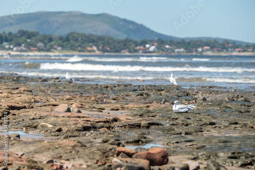 Seagulls and other seabirds looking for food and nesting among the stones of a beach in Maldonado, Uruguay