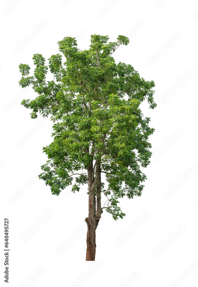 green tree isolated on white.