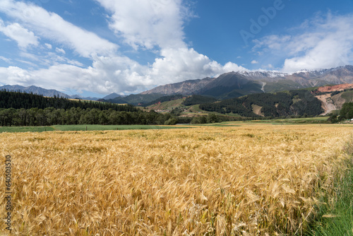 Qinghai Qilian Grassland Landscape