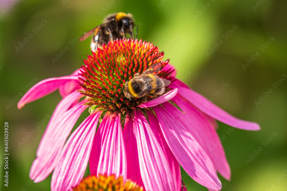 A closeup shot of a bee collecting pollen on a purple echinacea flower A closeup shot of a bee collecting pollen on a purple echinacea flower