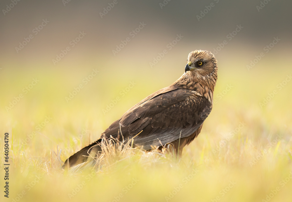 Western Marsh harrier ( Circus aeruginosus ) - male Western Marsh harrier ( Circus aeruginosus ) - male