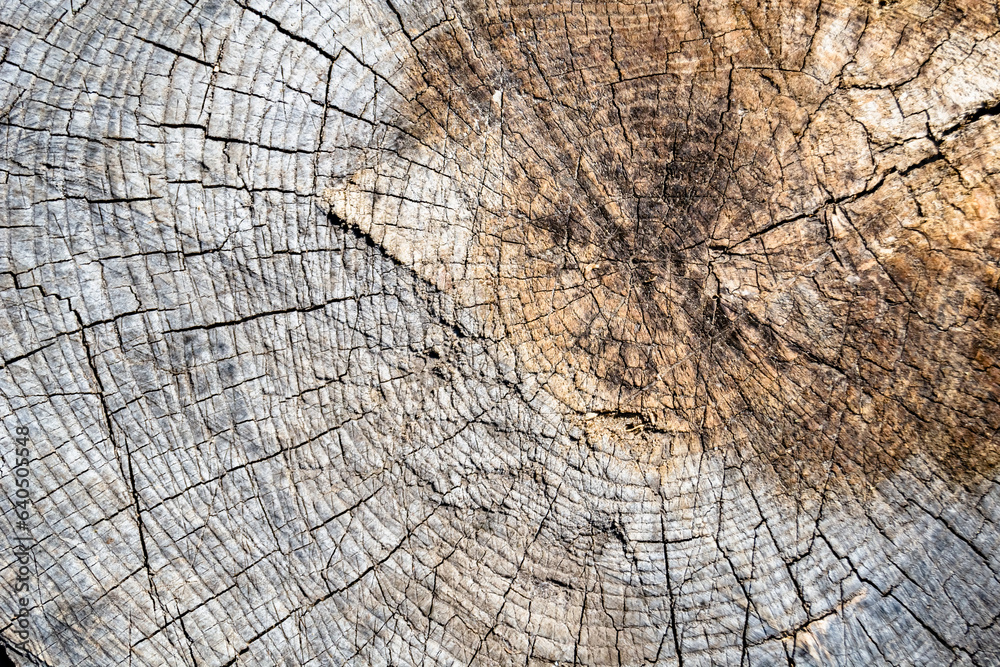Fototapeta premium Beautiful wooden fracture old oak, natural texture close up