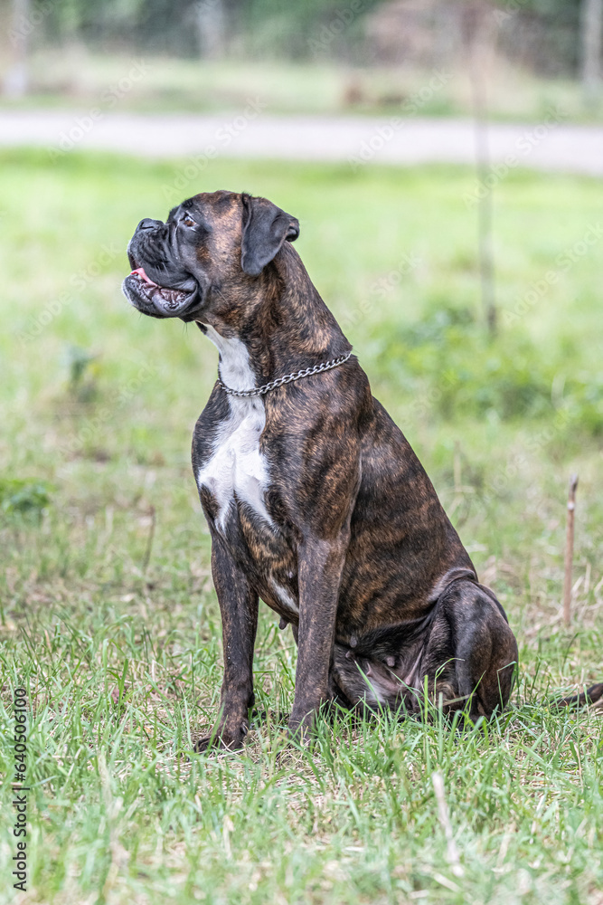 Beautiful German Boxer Dog sitting in front of green gras in a park looking cute Beautiful German Boxer Dog sitting in front of green gras in a park looking cute