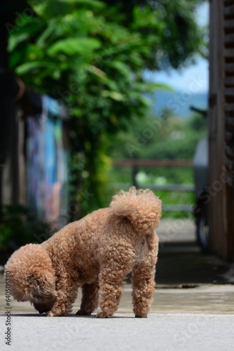a brown puddle furry little dog sitting in the park 