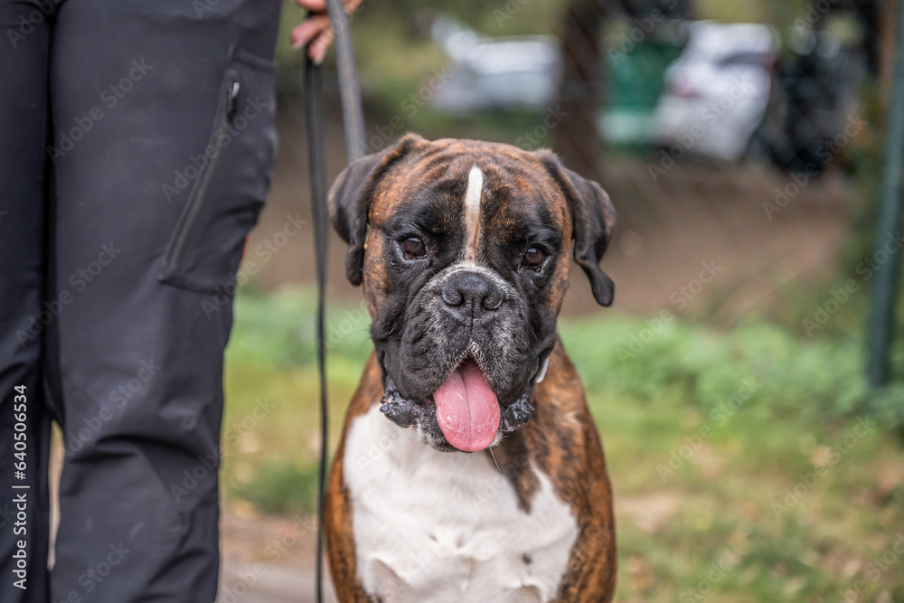 Beautiful German Boxer Dog sitting in front of green gras in a park looking cute Beautiful German Boxer Dog sitting in front of green gras in a park looking cute