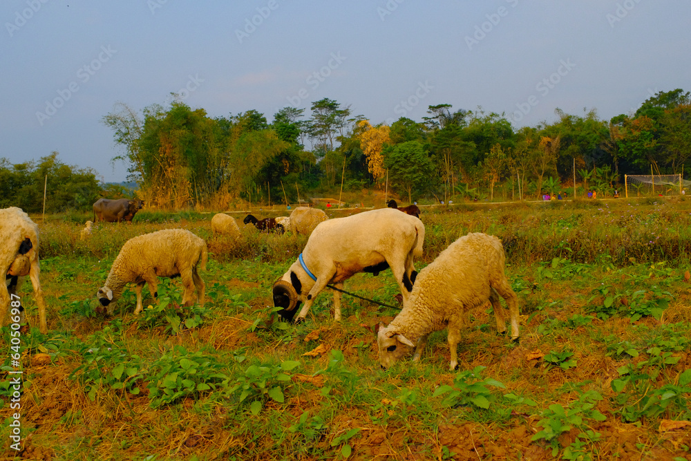 Animal Wild Life Photography. Peaceful Landscape with Grazing Cattle and Sheep. A group of sheep are enjoying the grass in a harvested rice field. Countryside herd grazing in lush meadows with trees. Animal Wild Life Photography. Peaceful Landscape with Grazing Cattle and Sheep. A group of sheep are enjoying the grass in a harvested rice field. Countryside herd grazing in lush meadows with trees.