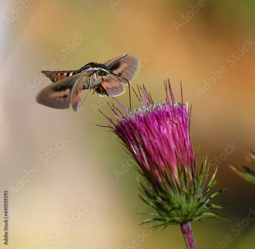 Sphinx Moth Getting Nectar from a Pink Thistle Wild Flower