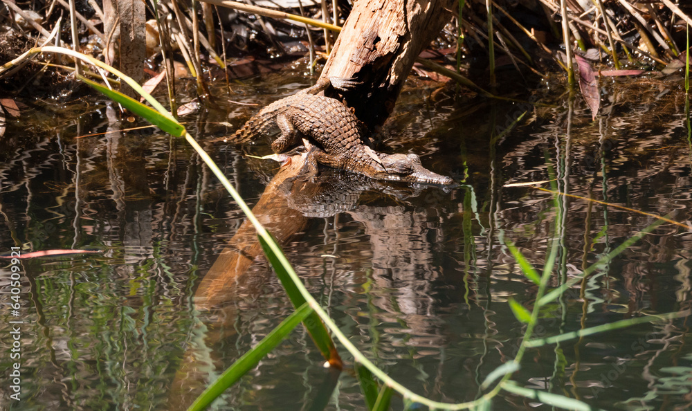 Juvenile Freshwater crocodile sunning itself Juvenile Freshwater crocodile sunning itself
