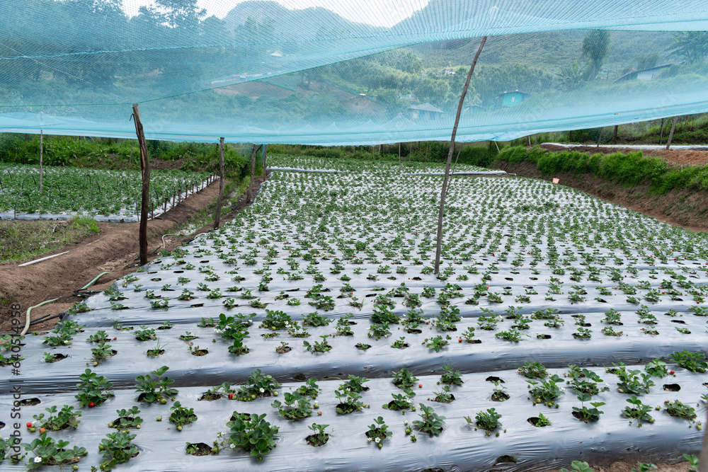 Some pictures from the strawberry farm in Vattavada, Munnar India Stock ...