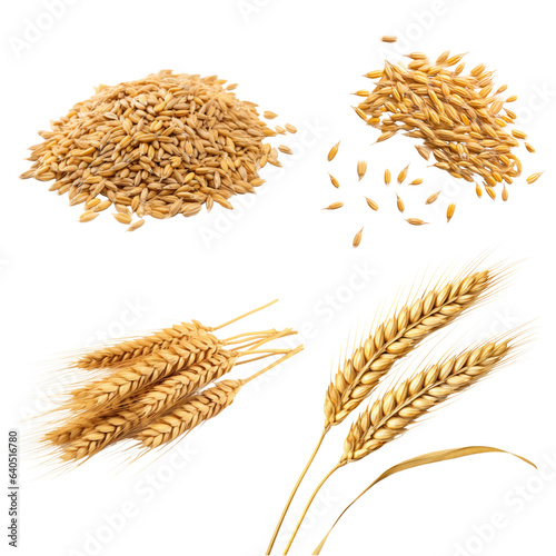 Set of wheat, gracefully isolated on white background