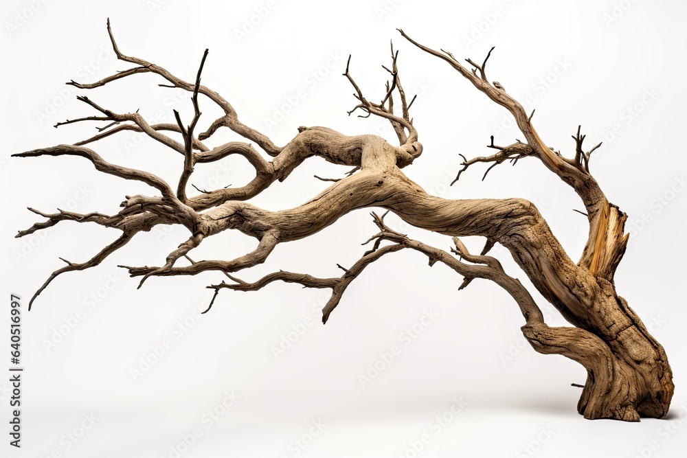 Dead and dry tree isolated on white background Dead and dry tree isolated on white background