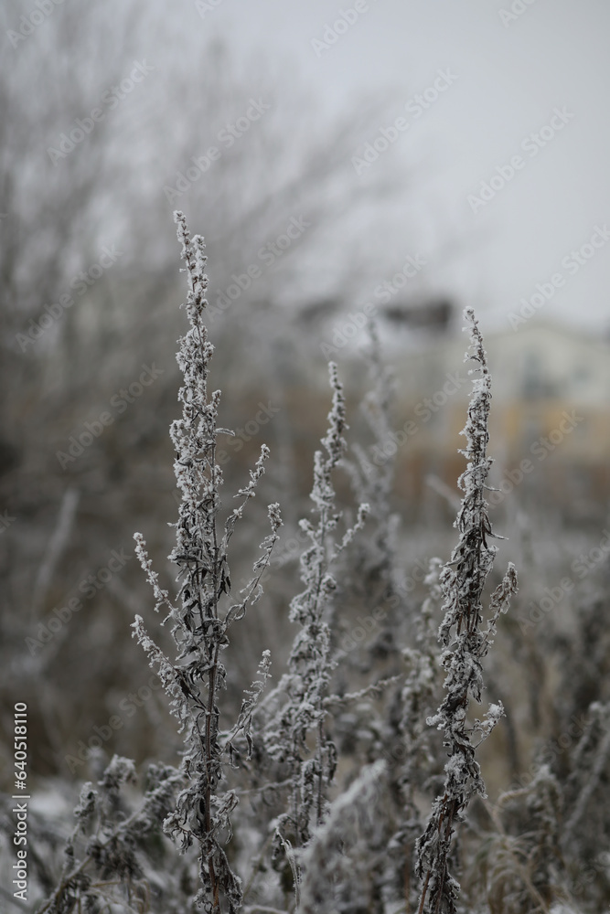 White snow on a bare tree branches on a frosty winter day, close up. Natural background. Selective botanical background. White snow on a bare tree branches on a frosty winter day, close up. Natural background. Selective botanical background.