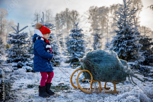 Happy little girl pushing Christmas tree on sleigh. Cute preschool child on fir tree cutting plantation. Family choosing, cut and felling own xmas tree in forest, family tradition in Germany photo