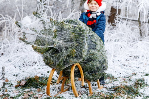 Happy little girl pushing Christmas tree on sleigh. Cute preschool child on fir tree cutting plantation. Family choosing, cut and felling own xmas tree in forest, family tradition in Germany photo