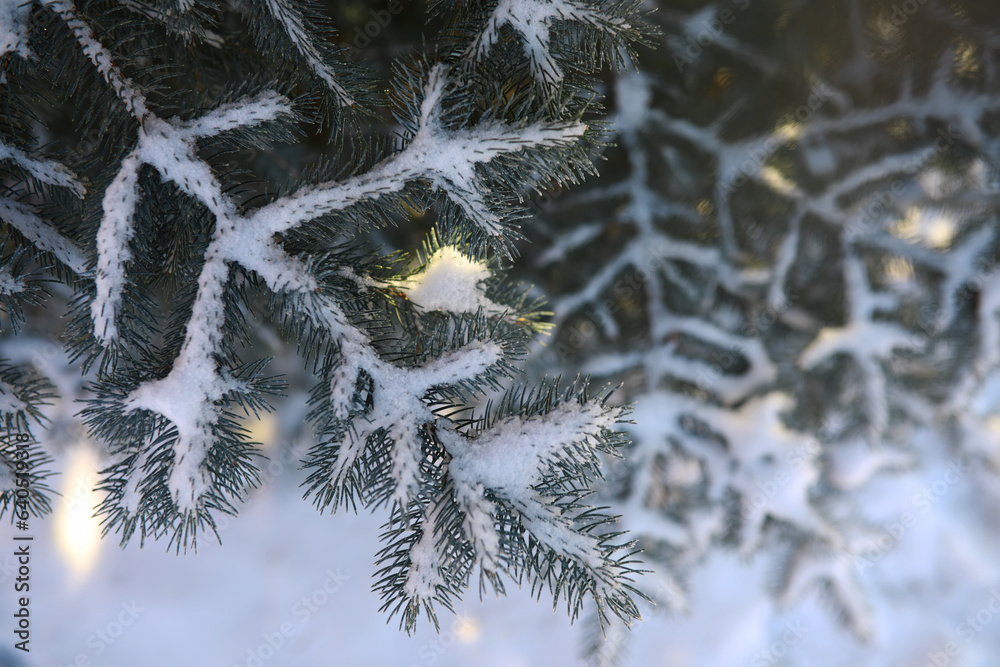 White snow on a bare tree branches on a frosty winter day, close up. Natural background. Selective botanical background.