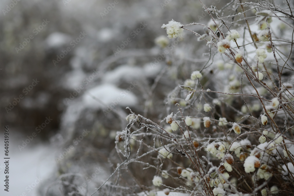 White snow on a bare tree branches on a frosty winter day, close up. Natural background. Selective botanical background. White snow on a bare tree branches on a frosty winter day, close up. Natural background. Selective botanical background.