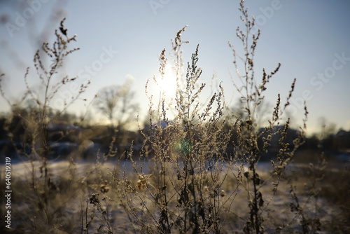 White snow on a bare tree branches on a frosty winter day, close up. Natural background. Selective botanical background.