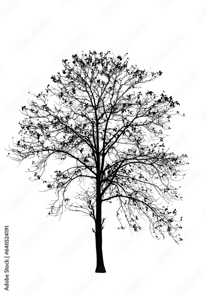 black tree silhouettes isolated on white background , silhouette of trees,dead tree from thailand black tree silhouettes isolated on white background , silhouette of trees,dead tree from thailand