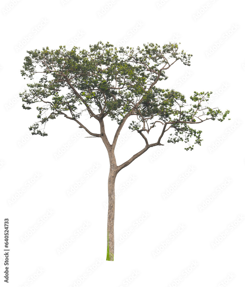 A tree isolated on white.