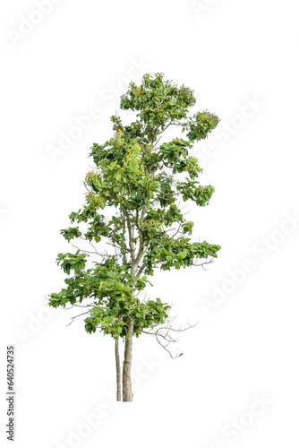 A tree isolated on white.