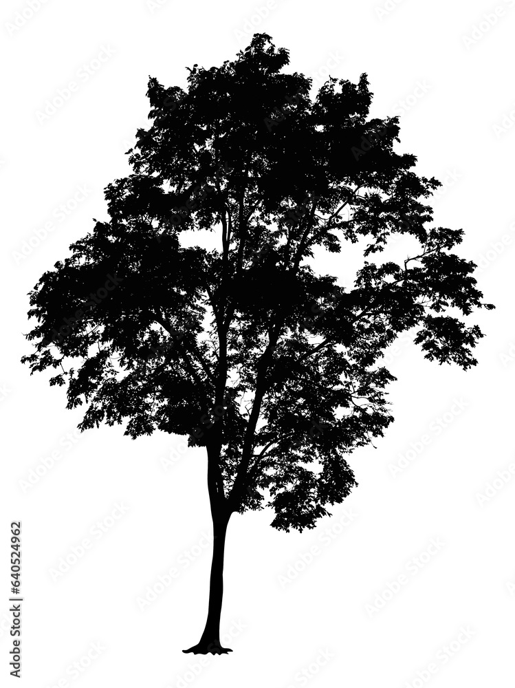 black tree silhouettes isolated on white background , silhouette of trees,dead tree from thailand black tree silhouettes isolated on white background , silhouette of trees,dead tree from thailand