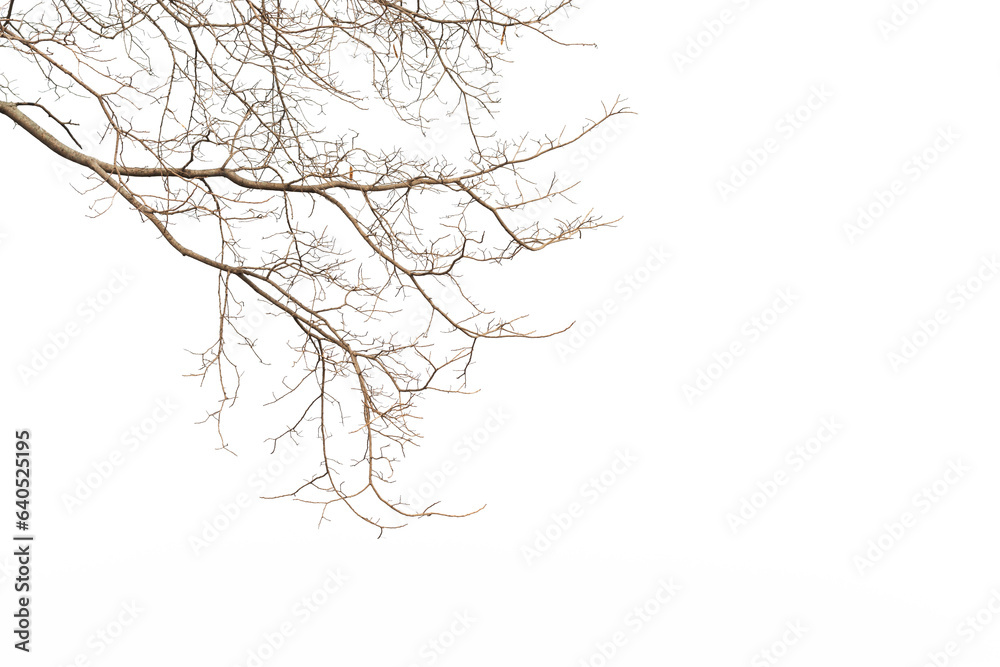 Fototapeta premium Bare tree branches isolated on white background
