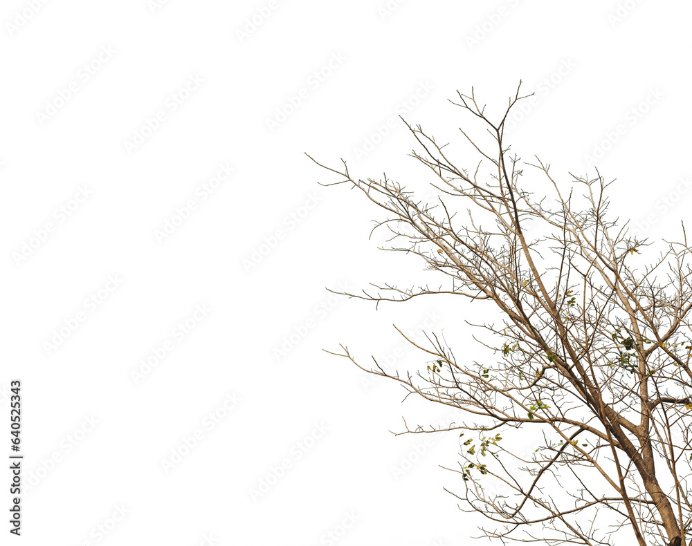 Dry twig on the tree in isolated white background.