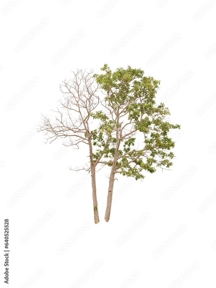 Fototapeta premium tree isolated on white