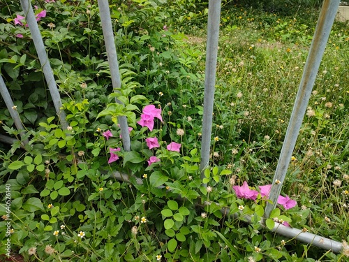 beautiful flowers on the fence created by nature.