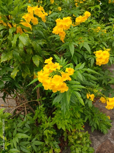 Yellow trumpet flower, elder, blurred of background beautiful in nature Flowering into a bouquet of flowers at the end of the branches, very blossoming, the petals forming a cone petals are round.