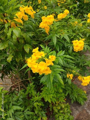 Yellow trumpet flower, elder, blurred of background beautiful in nature Flowering into a bouquet of flowers at the end of the branches, very blossoming, the petals forming a cone petals are round.