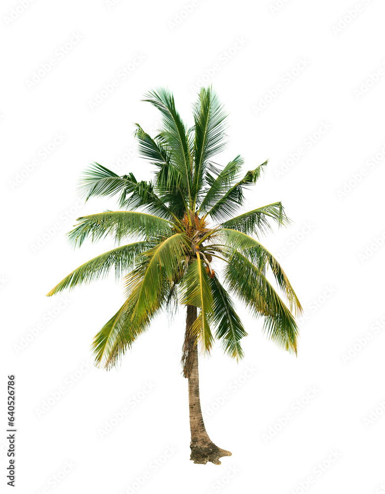 Fototapeta premium palm tree isolated