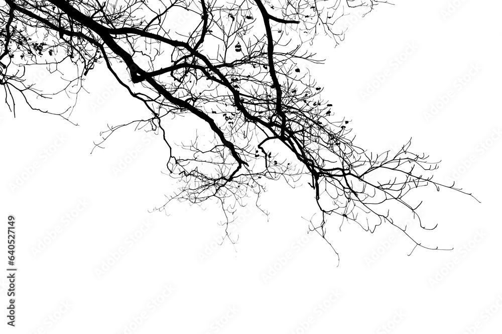 Fototapeta premium Bare tree branch silhouette on white background