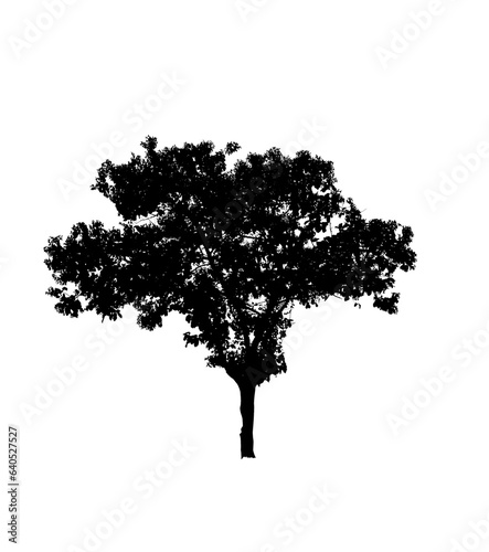 black tree silhouettes isolated on white background   silhouette of trees dead tree from thailand