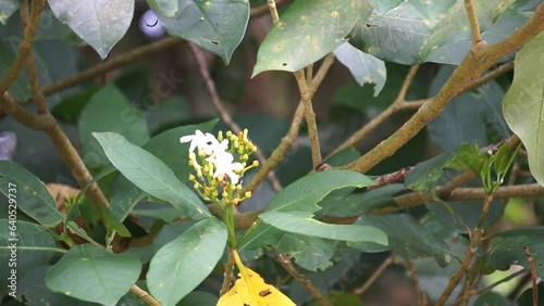 Tabernaemontana macrocarpa (Also called Bongang, Kayu gegah, Kelampan, Merbadak, Mpayak, Pelir kambing). Tabernaemontana macrocarpa has been used as arrow poison photo