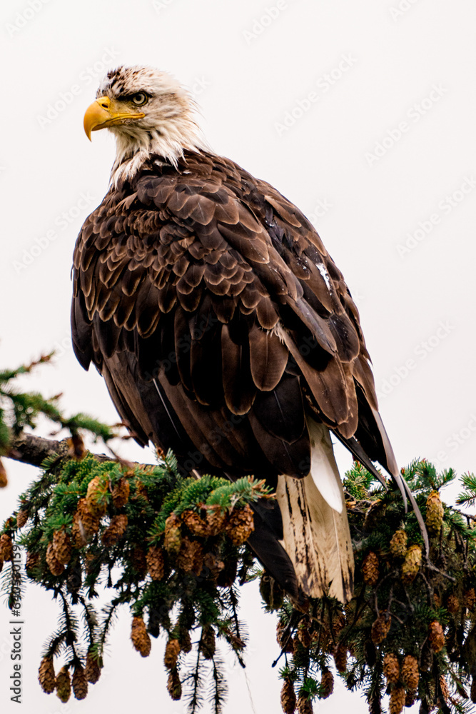 Fototapeta premium Close up of an eagle giving you a serious look